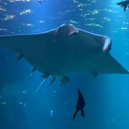 De 70 M2 Bien Situe A Sur בולון-סור-מאר