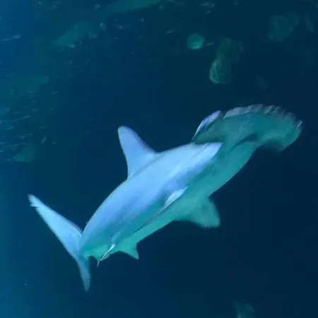 De 70 M2 Bien Situe A Sur * בולון-סור-מאר