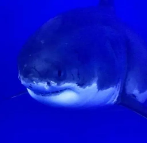 Apartment De 70 M2 Bien Situe A Sur *